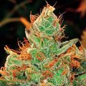 Gorilla x Lilly (Expert Seeds) Feminisoidut