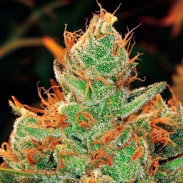 Gorilla x Lilly (Expert Seeds) Feminisoidut