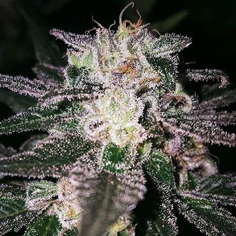 Gorilla Cookies (Expert Seeds) feminisoidut