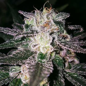 Gorilla Cookies (Expert Seeds) Feminisoidut