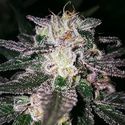 Gorilla Cookies (Expert Seeds) Feminisoidut