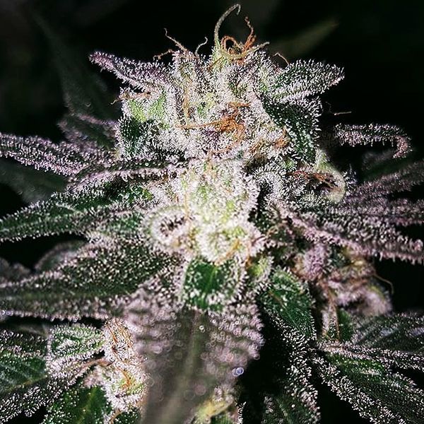 Gorilla Cookies (Expert Seeds) Feminisoidut