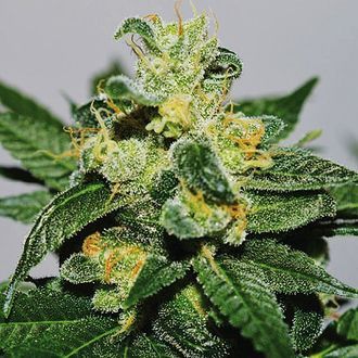 White Gold (Expert Seeds) Feminisoidut