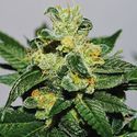 White Gold (Expert Seeds) Feminisoidut