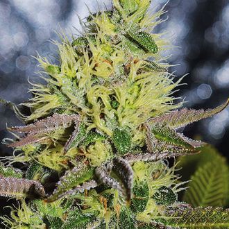 Sweet Zombie (Expert Seeds) Feminisoidut
