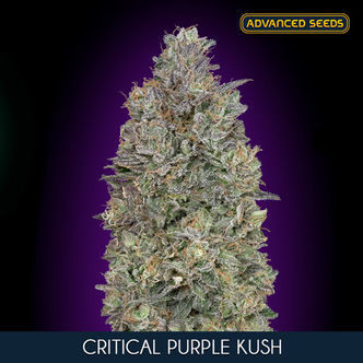 Critical Purple Kush (Advanced Seeds) feminisoidut