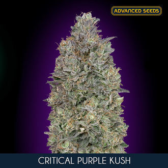 Critical Purple Kush (Advanced Seeds) Feminisoidut