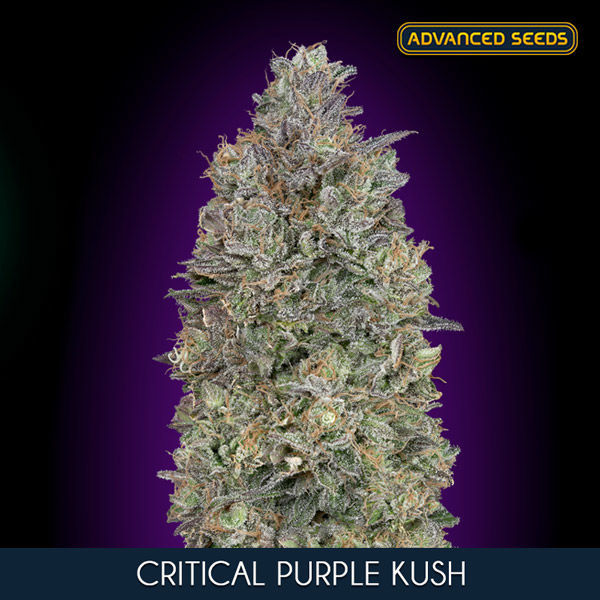 Critical Purple Kush (Advanced Seeds) Feminisoidut