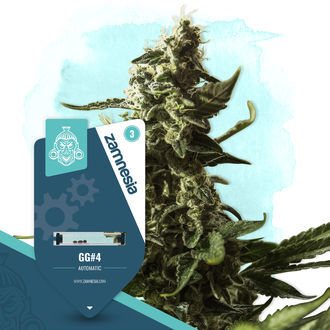 GG#4 Autoflower (Zamnesia Seeds) Feminisoidut
