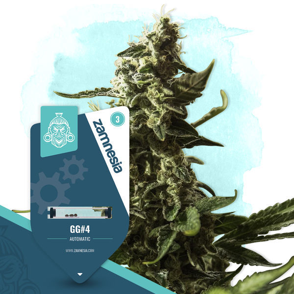 GG#4 Autoflower (Zamnesia Seeds) Feminisoidut