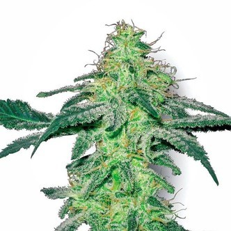 White Skunk (White Label) Feminisoidut kannabiksen siemenet
