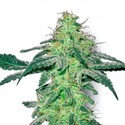 White Skunk (White Label) Feminisoidut