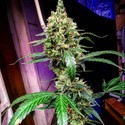 Mandariiniunelma XL Auto (BSB Genetics) Feminisoidut