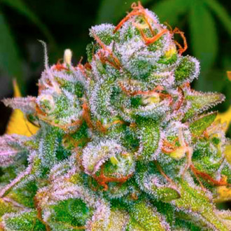 24K Tangie (BSB Genetics) Feminisoidut