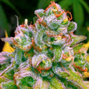 24K Tangie (BSB Genetics) Feminisoidut