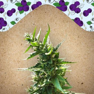 Dream Berry (Female Seeds) feminisoidut