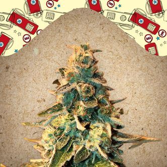 Chem OG (Female Seeds) feminisoitu