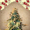 Chem OG (Female Seeds) Feminisoidut