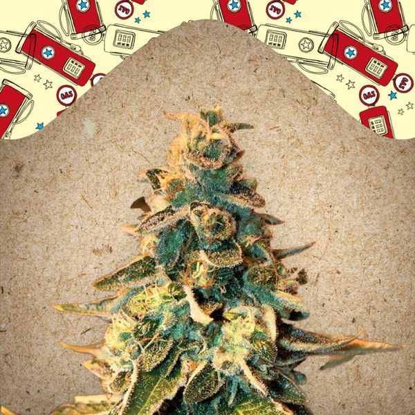 Chem OG (Female Seeds) Feminisoidut