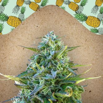 Critical Sour (Female Seeds) feminisoitu