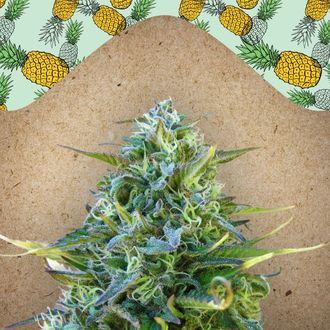 Critical Sour (Female Seeds) Feminisoidut