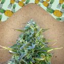 Critical Sour (Female Seeds) Feminisoidut