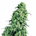 Skunk #1 (White Label) Feminisoidut