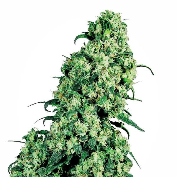 Skunk #1 (White Label) Feminisoidut
