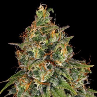 Strawberry AKeil (Serious Seeds) feminisoitu