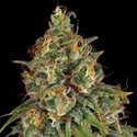 Strawberry AKeil (Serious Seeds) Feminisoidut