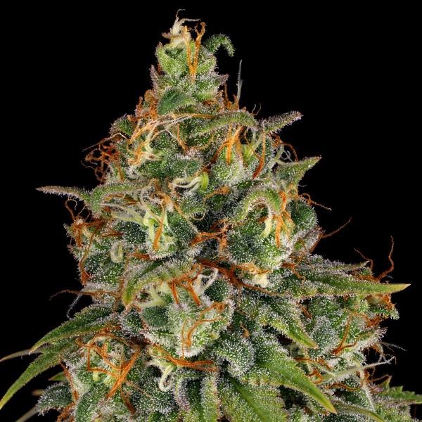 Strawberry AKeil (Serious Seeds) Feminisoidut