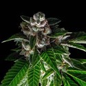 Bakers Delight (DNA Genetics) Feminisoidut