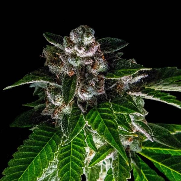 Bakers Delight (DNA Genetics) Feminisoidut