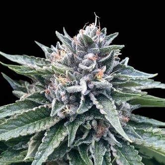 Sorbet 4 (DNA Genetics) feminisoidut kannabiksen siemenet