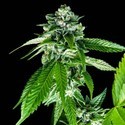 Sorbet Dreams (DNA Genetics) Feminisoidut