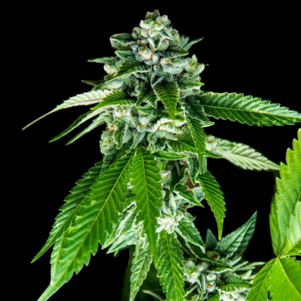 Sorbet Dreams (DNA Genetics) Feminisoidut