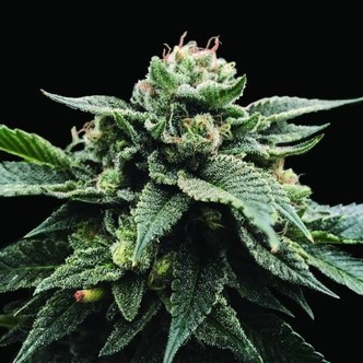 Sorbet Stash (DNA Genetics) feminisoidut kannabiksen siemenet