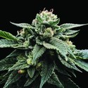 Sorbet Stash (DNA Genetics) Feminisoidut