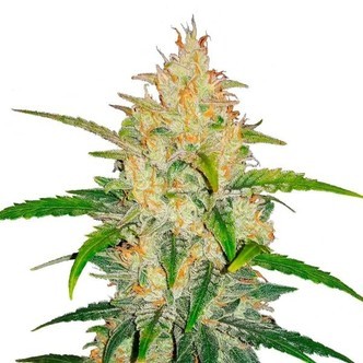 Zkittlez Auto (FastBuds) Feminisoidut kannabiksen siemenet
