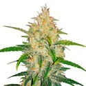 Zkittlez Auto (FastBuds) Feminisoidut