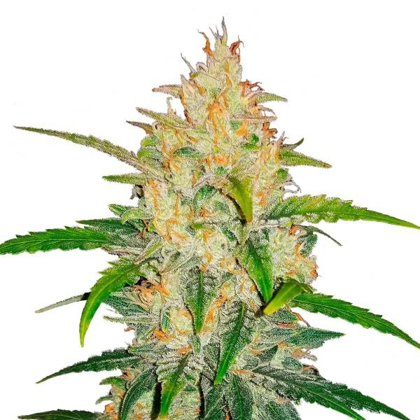 Zkittlez Auto (FastBuds) Feminisoidut