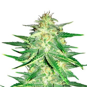 Lemon AK (FastBuds) feminisoidut