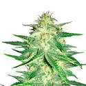 Lemon AK Auto (FastBuds) Feminisoidut