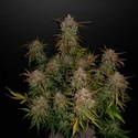 Lemon AK Auto (FastBuds) Feminisoidut