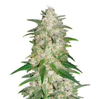 Gelato Auto (FastBuds) feminisoidut