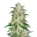 Gelato Auto (FastBuds) Feminisoidut