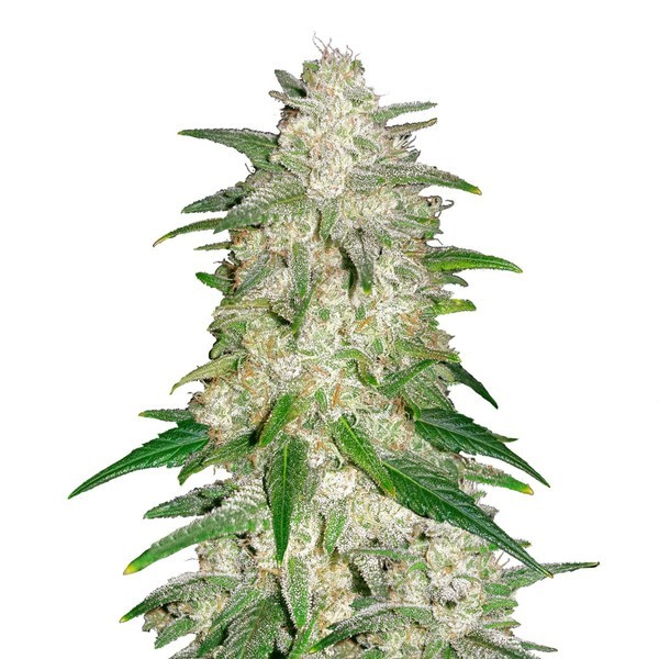 Gelato Auto (FastBuds) Feminisoidut