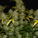 Gelato Auto (FastBuds) Feminisoidut