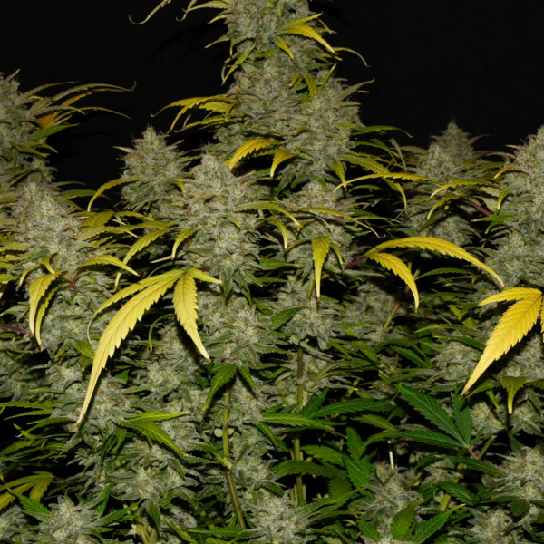 Gelato Auto (FastBuds) Feminisoidut