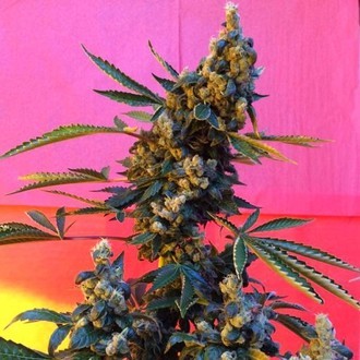 DeeDee (French Touch Seeds) tavallinen